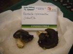russula cynoxantha